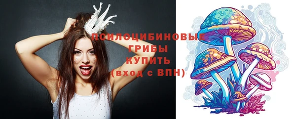 индика Ельня