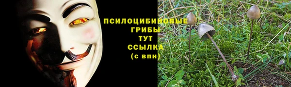 индика Ельня