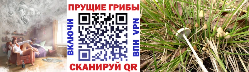 Купить  Чадан  Галлюциногенные грибы ЛСД 